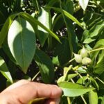 Nogales con Plata coloidal: bioestimulante, hormonal y fitosanidad