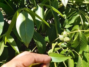 Nogales con Plata coloidal: bioestimulante, hormonal y fitosanidad
