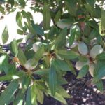 almendros, cultivo