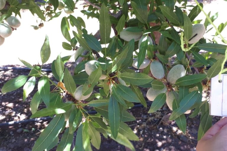 almendros, cultivo