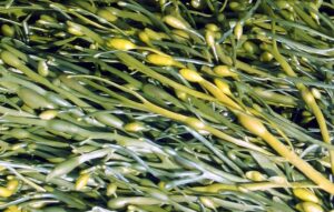 Ascophyllum nodosum