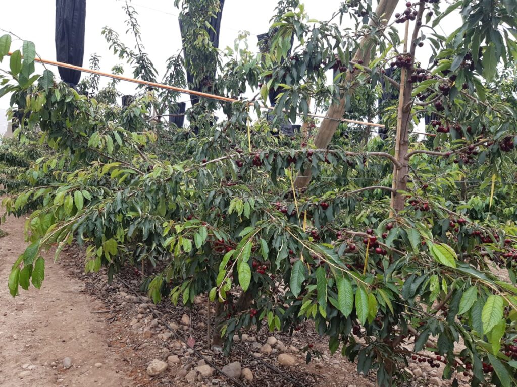 Cerezos