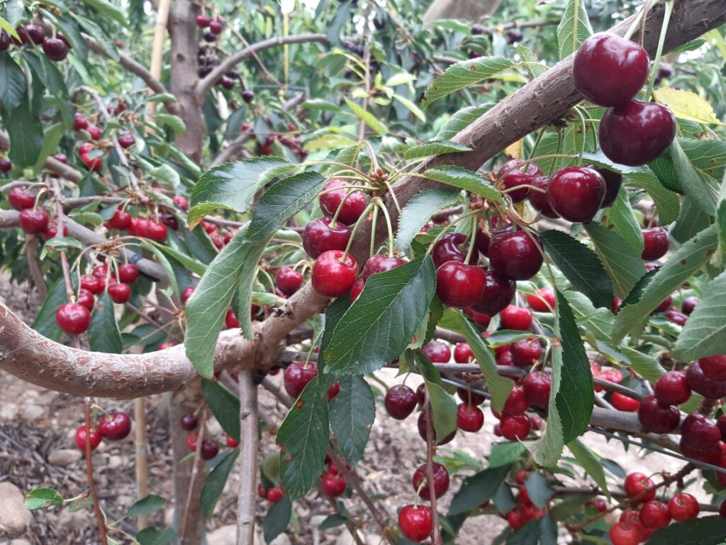 Full Color Cerezas