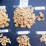 Calibres en nueces variedad serr
