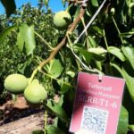 Naturamin WSP Validación del Bioestimulante en Nogales Serr - ANROS